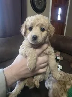 Dolly, a female Miniature Goldendoodle for sale in Clarksville, TN – Photo 3 of 3