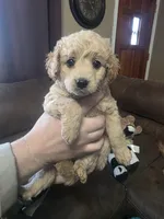 Dolly, a female Miniature Goldendoodle for sale in Clarksville, TN – Photo 2 of 3