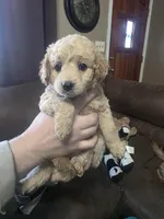 Dolly, a female Miniature Goldendoodle for sale in Clarksville, TN – Photo 1 of 3