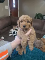 Hoss, a male Miniature Goldendoodle for sale in Clarksville, TN – Photo 2 of 3