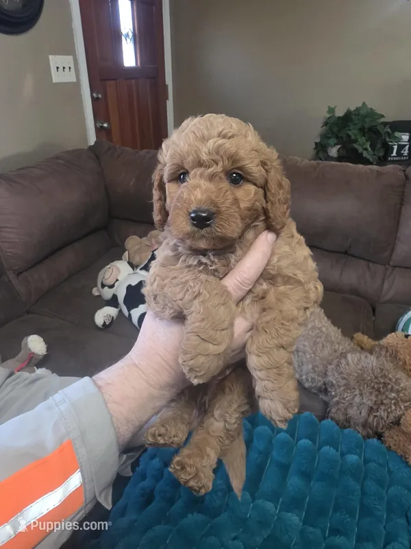 Hoss, a male Miniature Goldendoodle for sale in Clarksville, TN – Photo 1 of 3
