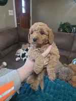 Hoss, a male Miniature Goldendoodle for sale in Clarksville, TN – Photo 3 of 3