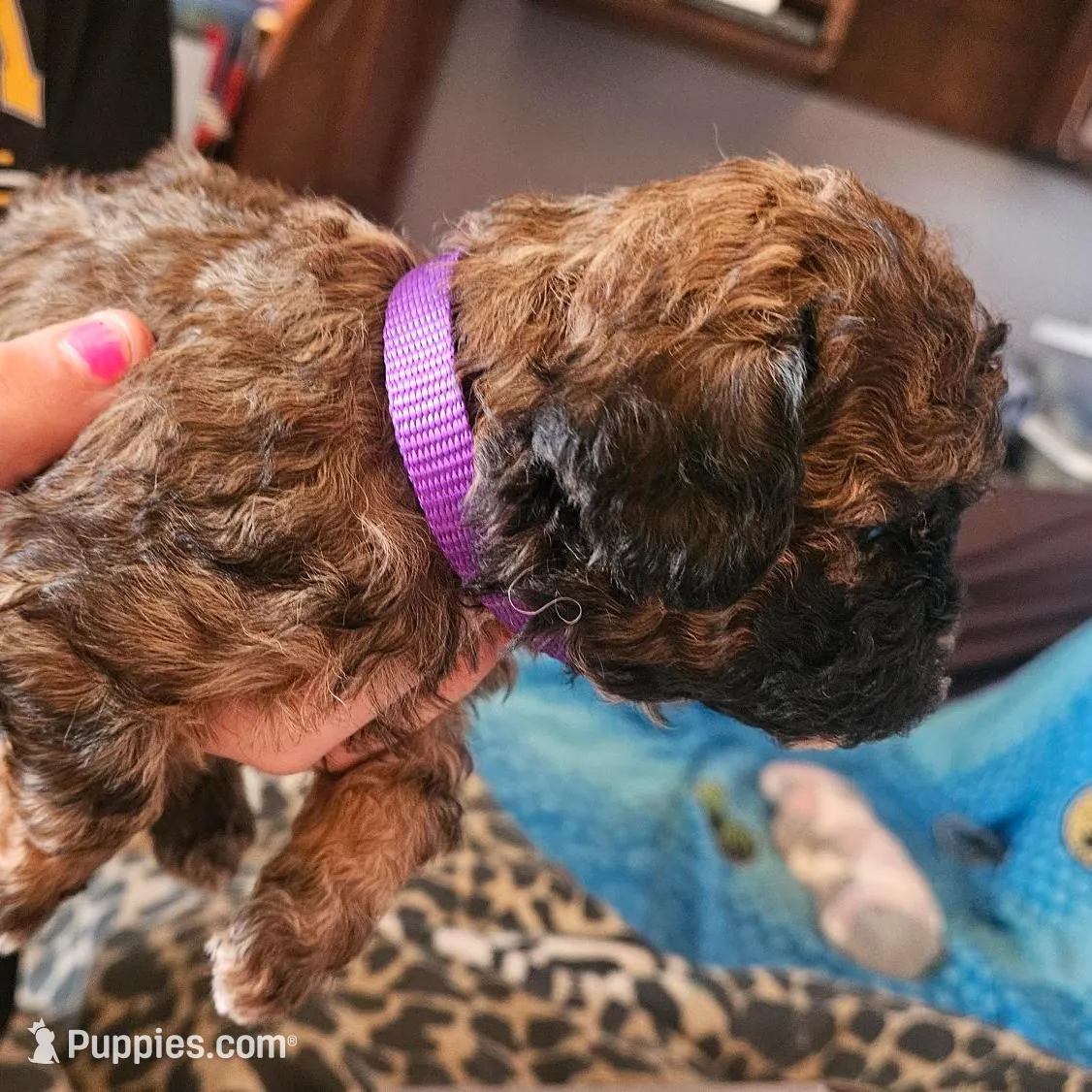 Sophie, a female Shih Tzu and Miniature Goldendoodle for sale in Emmetsburg, IA – Photo 2 of 4