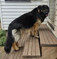 Orange, a male German Shepherd Dog for sale in Emmetsburg, IA – Photo 3 of 3