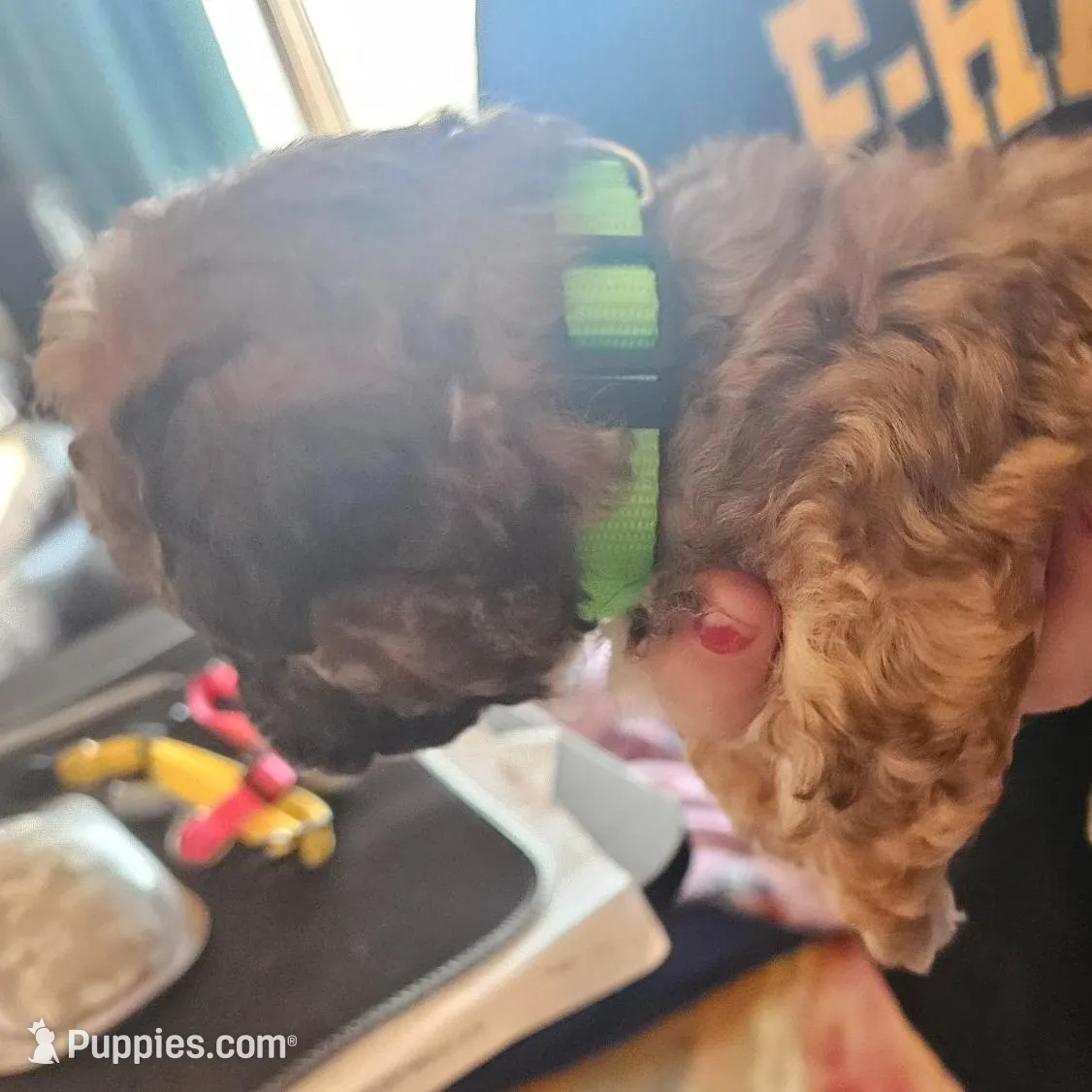 Luke, a male Shih Tzu and Miniature Goldendoodle for sale in Emmetsburg, IA – Photo 2 of 3