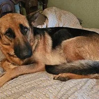 Blue, a female German Shepherd Dog for sale in Emmetsburg, IA – Photo 2 of 3