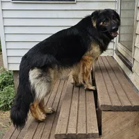Blue, a female German Shepherd Dog for sale in Emmetsburg, IA – Photo 3 of 3