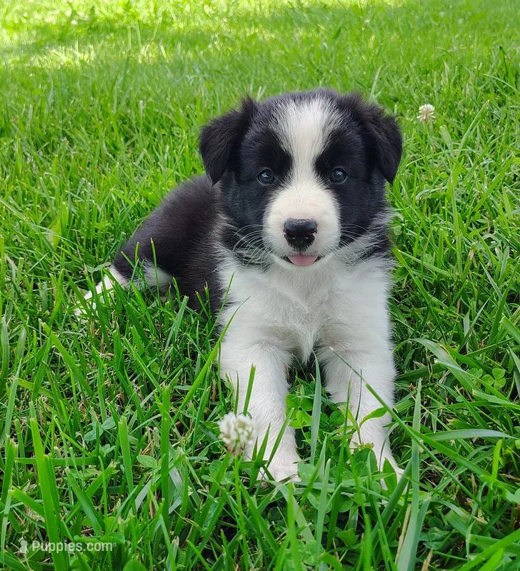 Piper  – Border Collie puppy for sale in Norborne, MO