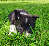Giligan, a male Border Collie for sale in Norborne, MO – 8 of 10