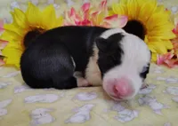 Gloria , a female Border Collie for sale in Norborne, MO – Photo 8 of 10