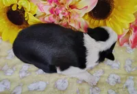 Gloria , a female Border Collie for sale in Norborne, MO – Photo 5 of 10