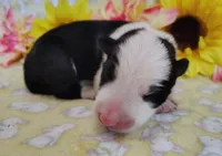 Gloria , a female Border Collie for sale in Norborne, MO – Photo 6 of 10