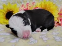 Gloria , a female Border Collie for sale in Norborne, MO – Photo 1 of 10