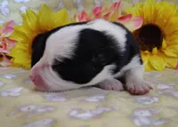 Gloria , a female Border Collie for sale in Norborne, MO – Photo 4 of 10