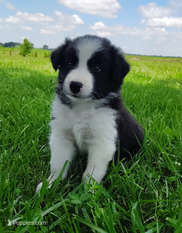 Piper  – Border Collie puppy for sale in Norborne, MO