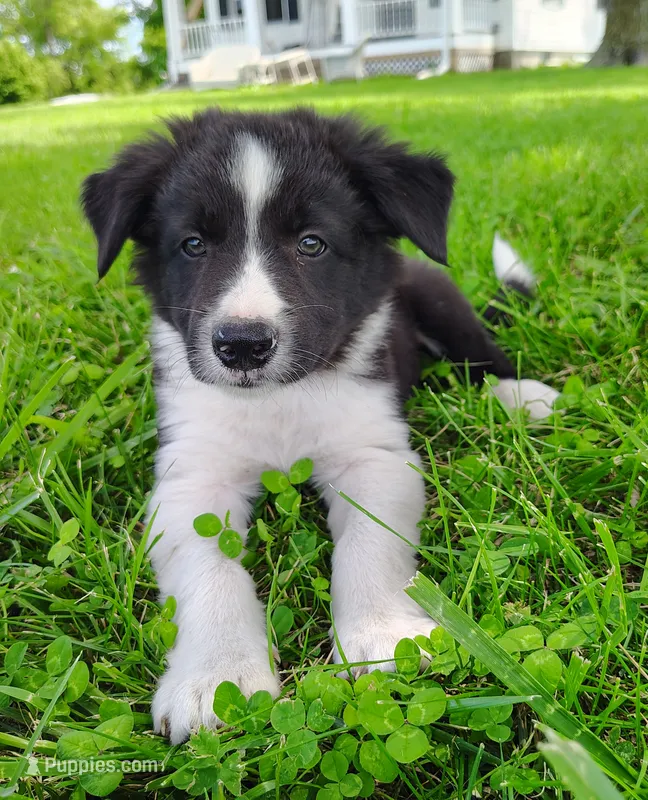 Finnley – Border Collie puppy for sale in Norborne, MO