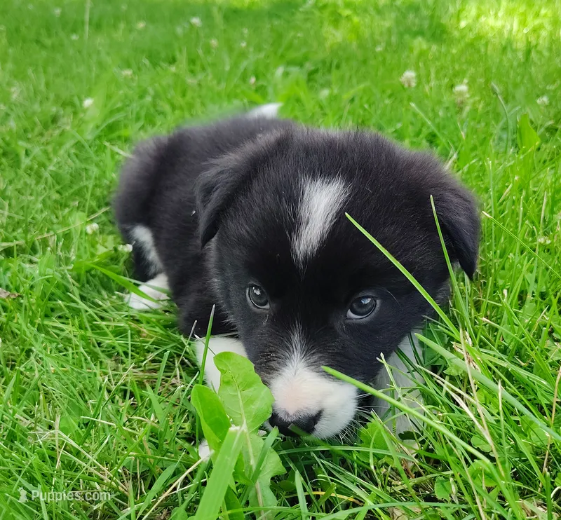 Giligan – Border Collie puppy for sale in Norborne, MO