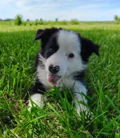 Skipper, a male Border Collie for sale in Norborne, MO – 5 of 10