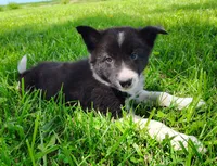Giligan, a male Border Collie for sale in Norborne, MO – 7 of 10