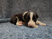 Alfie, a male Border Collie for sale in Norborne, MO – Photo 6 of 10