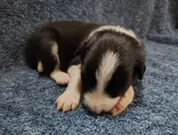 Alfie, a male Border Collie for sale in Norborne, MO – Photo 2 of 10