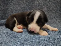 Alfie, a male Border Collie for sale in Norborne, MO – Photo 1 of 10