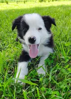 Skipper, a male Border Collie for sale in Norborne, MO – 3 of 10
