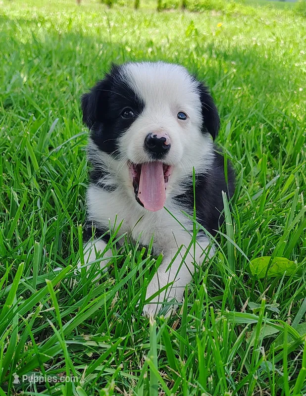 Skipper – Border Collie puppy for sale in Norborne, MO