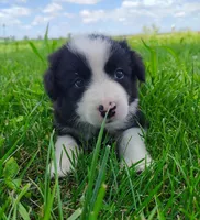 Echo, a female Border Collie for sale in Norborne, MO – 8 of 10
