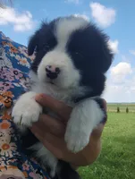 Echo, a female Border Collie for sale in Norborne, MO – 2 of 10