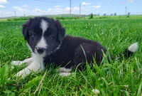 Finnley, a male Border Collie for sale in Norborne, MO – 4 of 10