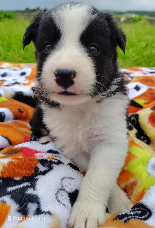 Piper  – Border Collie puppy for sale in Norborne, MO