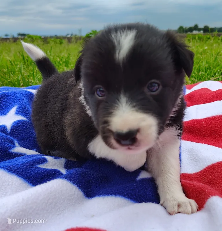 Giligan – Border Collie puppy for sale in Norborne, MO