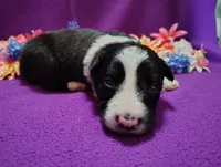 Macy, a female Border Collie for sale in Norborne, MO – Photo 1 of 10