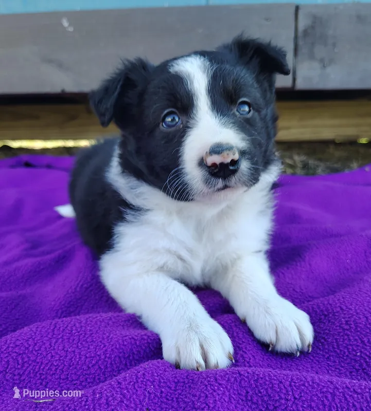 Macy – Border Collie puppy for sale in Norborne, MO