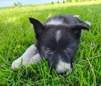 Giligan, a male Border Collie for sale in Norborne, MO – 2 of 10