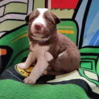 Cash, a male Border Collie for sale in Norborne, MO – Photo 4 of 9