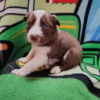 Cash, a male Border Collie for sale in Norborne, MO – Photo 3 of 9