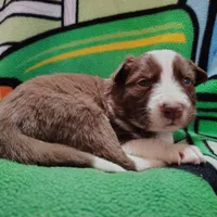 Cash, a male Border Collie for sale in Norborne, MO – Photo 5 of 9