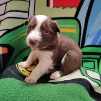 Cash, a male Border Collie for sale in Norborne, MO – Photo 1 of 9