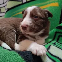 Cash, a male Border Collie for sale in Norborne, MO – Photo 7 of 9