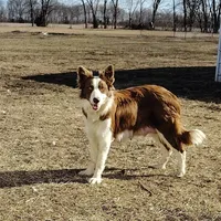 Cash, a male Border Collie for sale in Norborne, MO – Photo 9 of 9