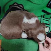 Cash, a male Border Collie for sale in Norborne, MO – Photo 2 of 9