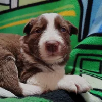 Cash, a male Border Collie for sale in Norborne, MO – Photo 6 of 9