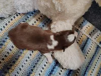 processed/517ea65b-dc8e-4fbc-93a1-ef0a2ba06102/listing/49cfd416-29d0-47d5-904b-4c92d1f16e8a/d43efa2a-2a70-4265-9c99-de4f3c514cbe