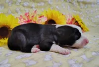 Eco, a female Border Collie for sale in Norborne, MO – Photo 3 of 9