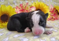 Eco, a female Border Collie for sale in Norborne, MO – Photo 4 of 9