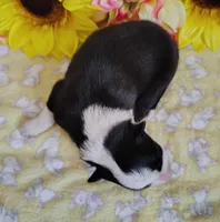 Eco, a female Border Collie for sale in Norborne, MO – Photo 5 of 9