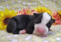 Eco, a female Border Collie for sale in Norborne, MO – Photo 1 of 9