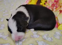 Eco, a female Border Collie for sale in Norborne, MO – Photo 7 of 9